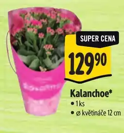 Albert Kalanchoe nabídka