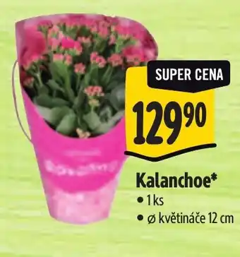 Albert Kalanchoe nabídka
