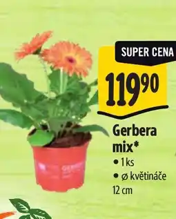 Albert Gerbera mix nabídka
