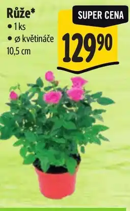 Albert Růže nabídka