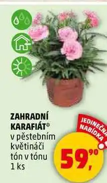 Penny Market ZAHRADNÍ KARAFIÁT v pěstebním květináči tón v tónu, 1 ks nabídka