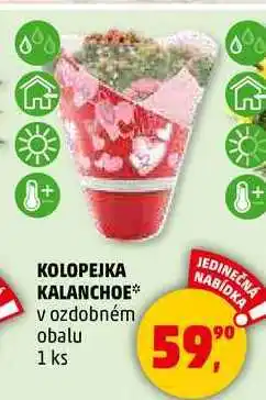 Penny Market KOLOPEJKA KALANCHOE v ozdobném obalu, 1 ks nabídka