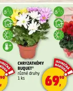 Penny Market CHRYZATHÉMY BUQUET různé druhy, 1 ks nabídka