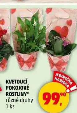 Penny Market KVETOUCÍ POKOJOVÉ ROSTLINY různé druhy, 1 ks nabídka