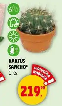 Penny Market KAKTUS SANCHO, 1 ks nabídka