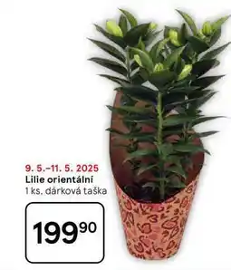Tesco Lilie orientální 1 ks, dárková taška nabídka