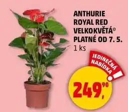 Penny Market ANTHURIE ROYAL RED VELKOKVĚTÁ, 1 ks nabídka