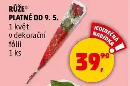 Penny Market RŮŽE, 1 květ v dekorační fólii nabídka