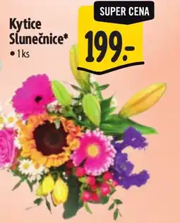 Albert Kytice Slunečnice nabídka
