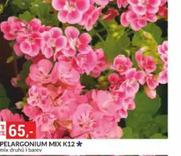 Baumax Pelargonium mix k12 nabídka