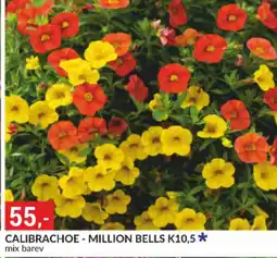 Baumax Calibrachoe - million bells k10,5 nabídka