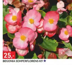 Baumax Begonia semperflorens k9 nabídka