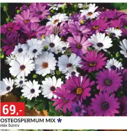 Baumax Osteospermum mix nabídka