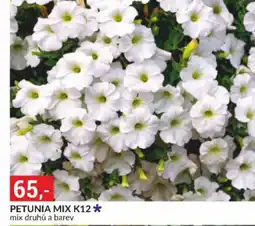 Baumax Petunia mix k12 nabídka