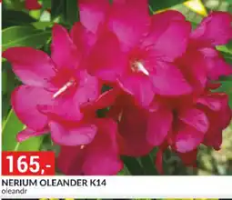Baumax Nerium oleander k14 nabídka