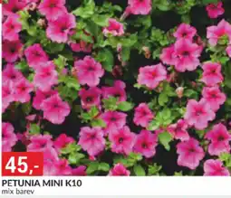 Baumax Petunia mini k10 nabídka