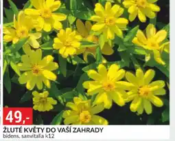 Baumax Žluté květy do vaší zahrady nabídka