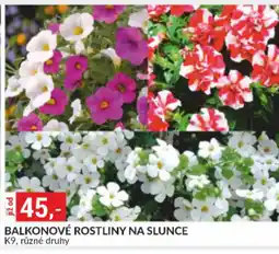 Baumax Balkonové rostliny na slunce nabídka