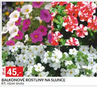 Baumax Balkonové rostliny na slunce nabídka