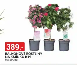 Baumax Balkonové rostliny na kmínku k19 nabídka