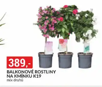 Baumax Balkonové rostliny na kmínku k19 nabídka