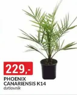 Baumax Phoenix canariensis k14 nabídka