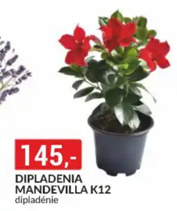 Baumax Dipladenia mandevilla k12 nabídka