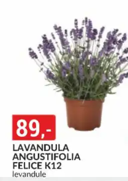 Baumax Lavandula angustifolia felice k12 nabídka