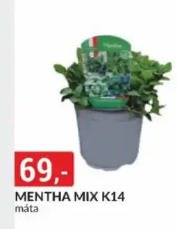 Baumax Mentha mix k14 nabídka