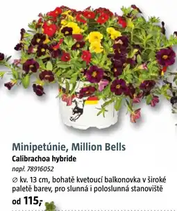Bauhaus Minipetúnie, Million Bells nabídka