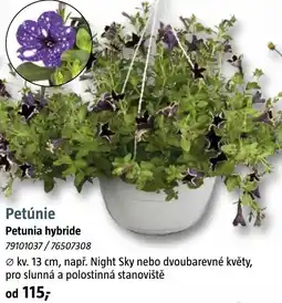 Bauhaus Petúnie nabídka
