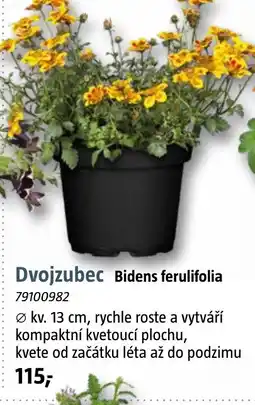 Bauhaus Dvojzubec Bidens ferulifolia nabídka
