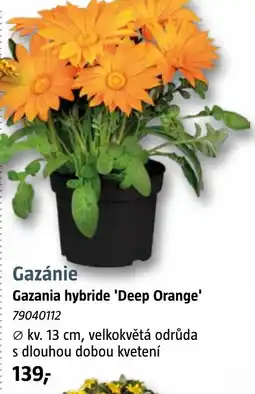 Bauhaus Gazánie Gazania hybride 'Deep Orange' nabídka