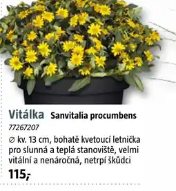 Bauhaus Vitálka Sanvitalia procumbens nabídka