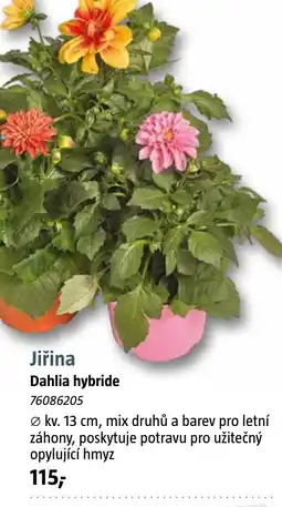 Bauhaus Jiřina Dahlia hybride nabídka