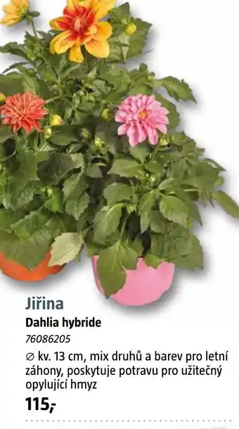 Bauhaus Jiřina Dahlia hybride nabídka