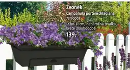 Bauhaus Zvonek Campanula portenschlagiana nabídka