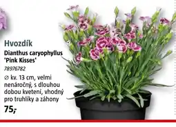Bauhaus Hvozdík Dianthus caryophyllus 'Pink Kisses' nabídka