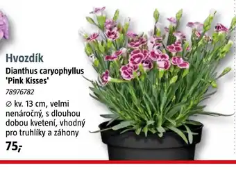 Bauhaus Hvozdík Dianthus caryophyllus 'Pink Kisses' nabídka