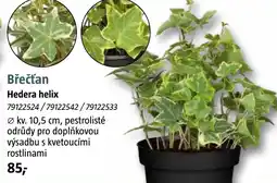 Bauhaus Břečťan Hedera helix nabídka