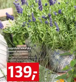 Bauhaus Levandule lékařská Lavandula angustifolia nabídka