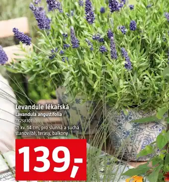 Bauhaus Levandule lékařská Lavandula angustifolia nabídka