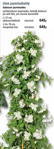 Bauhaus Lilek jasmínokvětý Solanum jasminoides nabídka