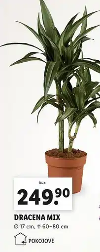 Lidl Dracena mix nabídka