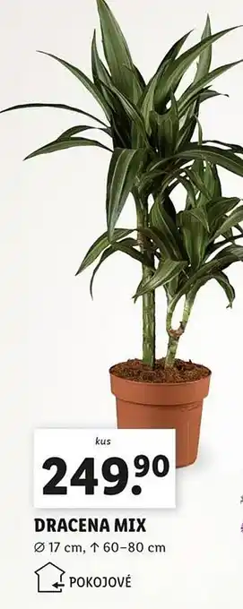 Lidl Dracena mix nabídka
