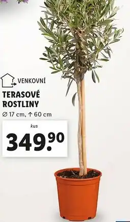 Lidl Terasové rostliny nabídka