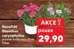 Kaufland Karafiát Dianthus caryophyllus nabídka
