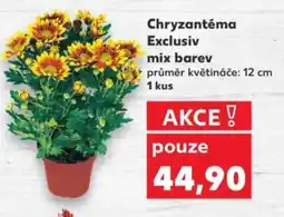 Kaufland Chryzantéma Exclusiv mix barev nabídka