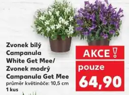 Kaufland Zvonek bílý Campanula White Get Mee/ Zvonek modrý Campanula Get Mee nabídka