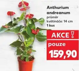 Kaufland Anthurium andreanum nabídka